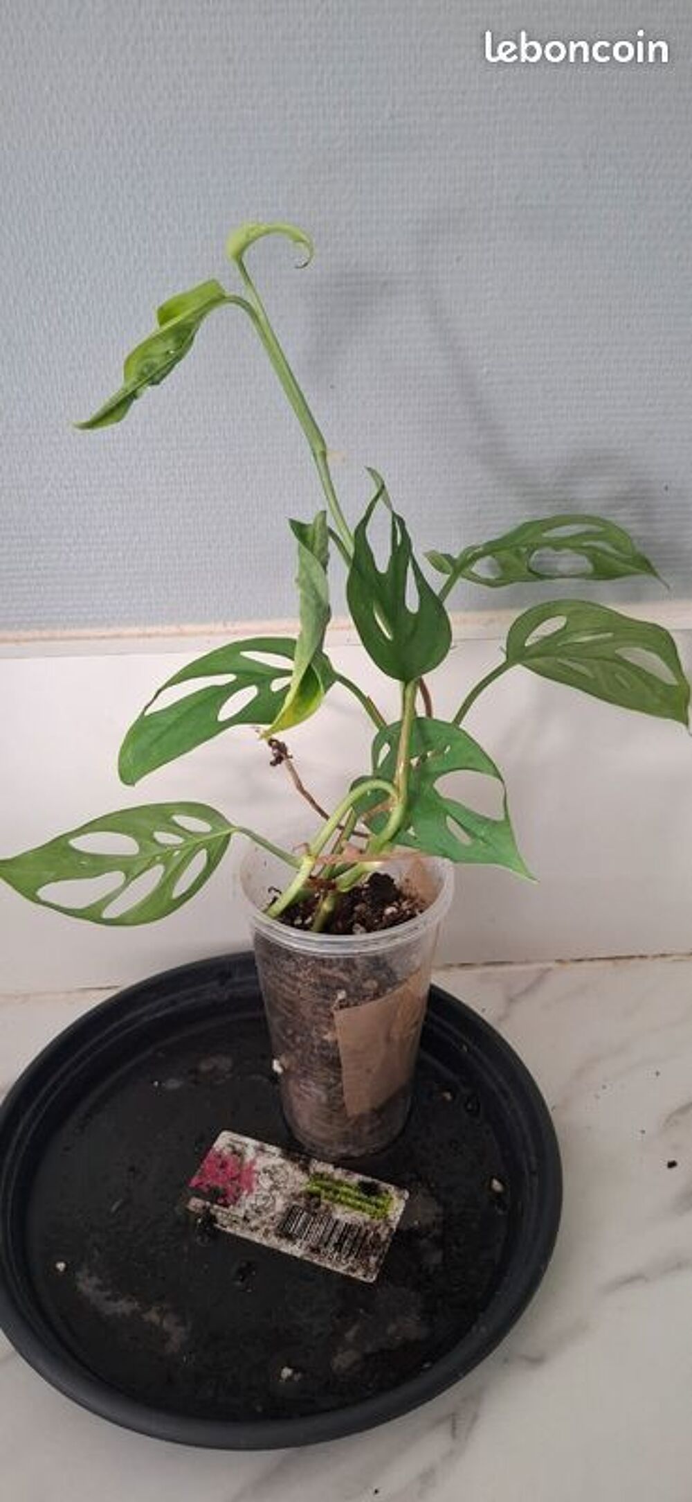 Monstera esqueleto bouture 43 Décoration