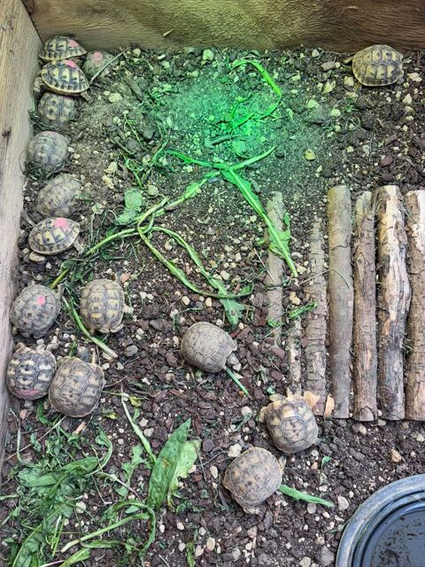 C&egrave;de Tortues GREACA juv&eacute;niles 0 69002 Lyon