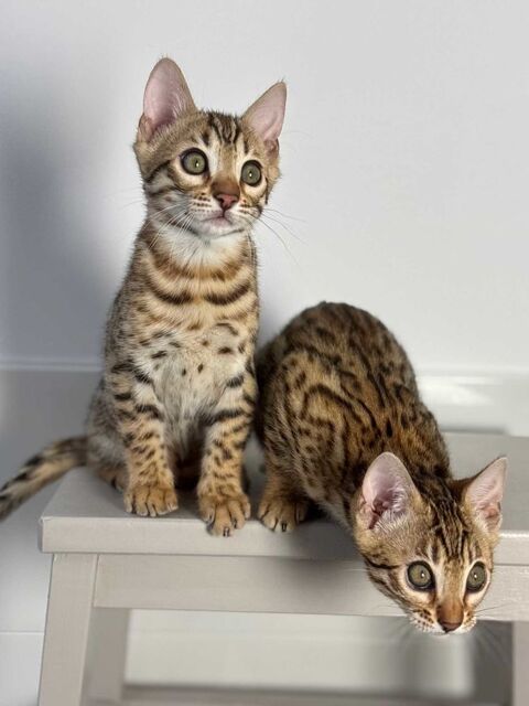Magnifique Chaton Bengal Brown &agrave; rosettes pur race LOOF 1800 59570 Bettrechies