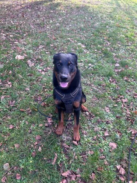 Chien LOKI à l adoption 300 26800 Beauvallon