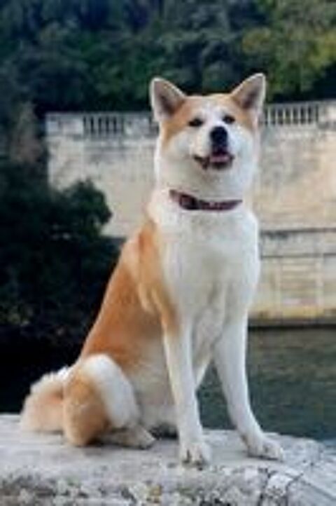   Akita Inu LOF, dernier chiot 