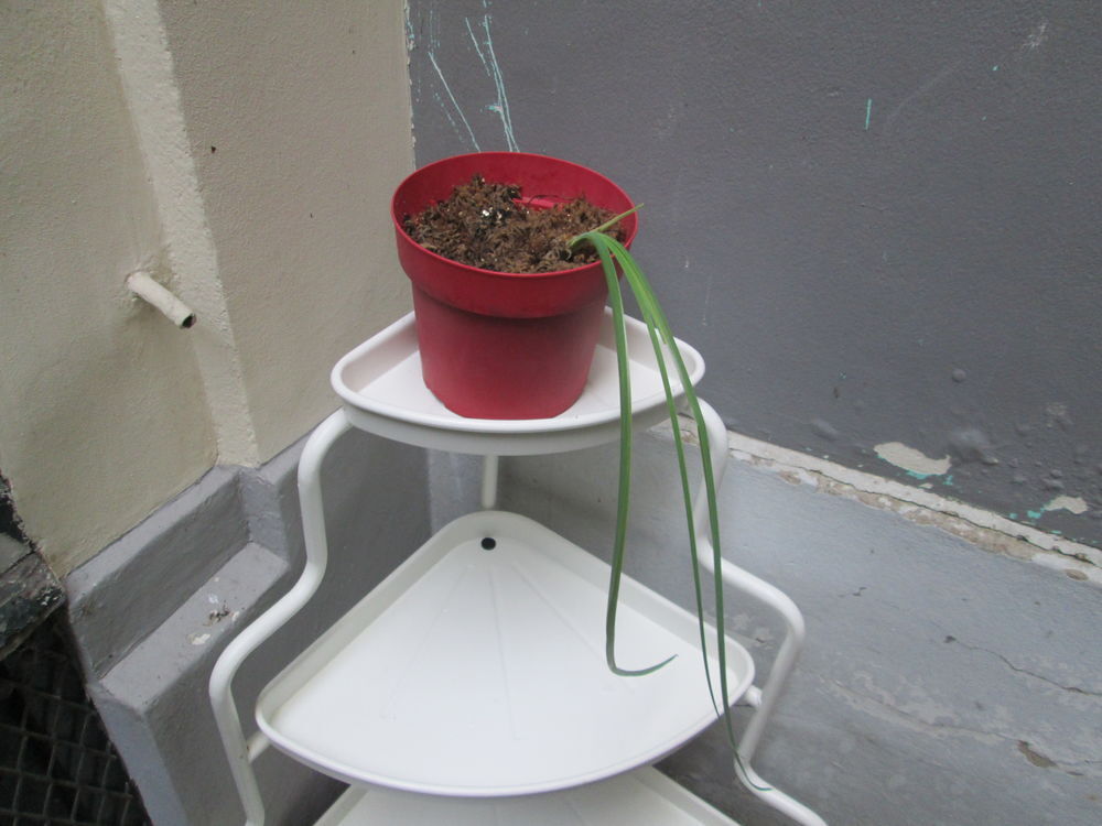 pieds d'Iris Jardin