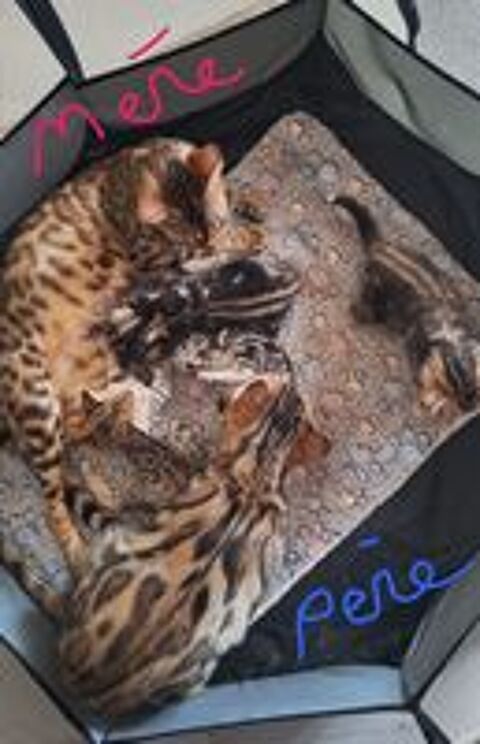   Chatons Bengal  
