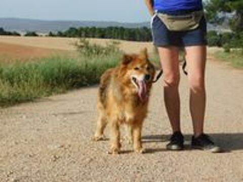   REIA 🩷 Une seconde chance pour une chienne exceptionnelle.. 