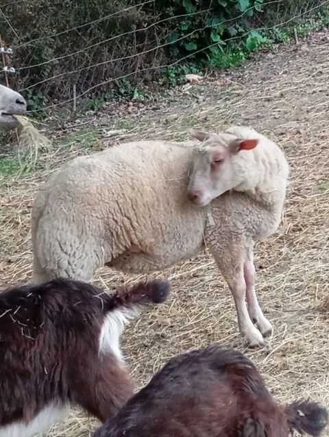 1 agnelle ou agneaux femelle de 4 mois 250 14410 Presles