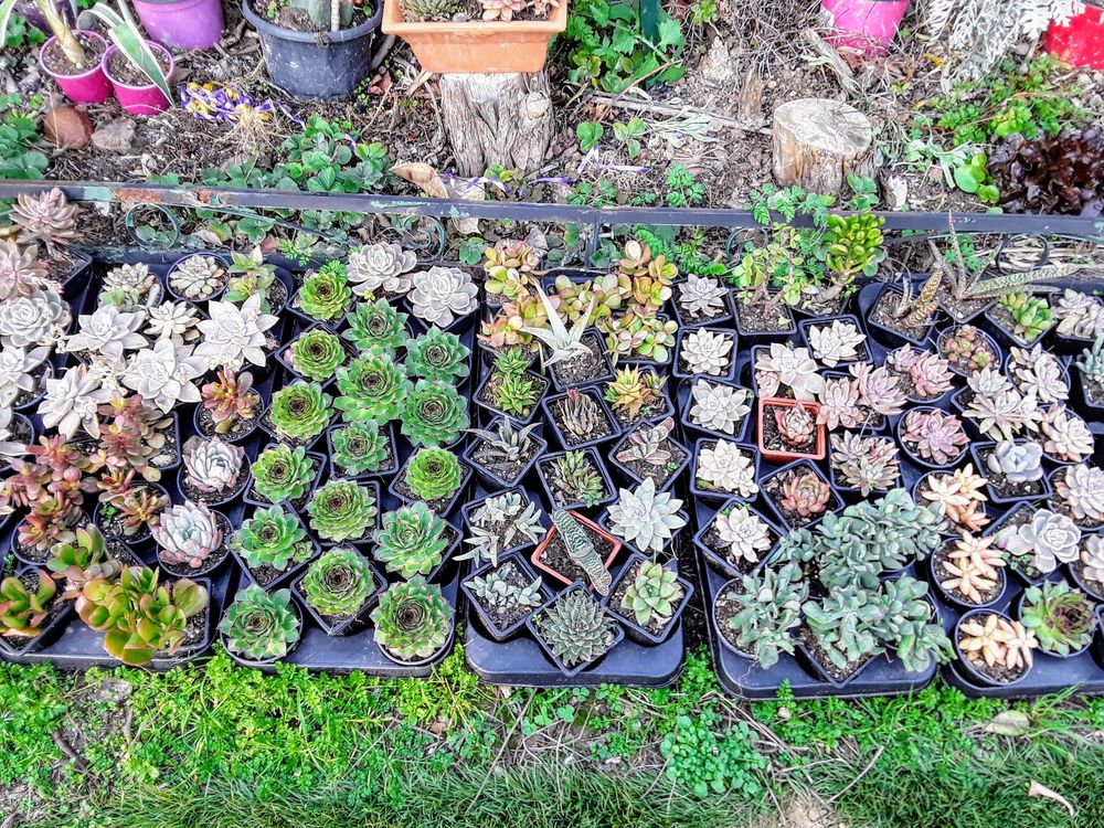 petites plantes grasses et cactus , sur place . Jardin