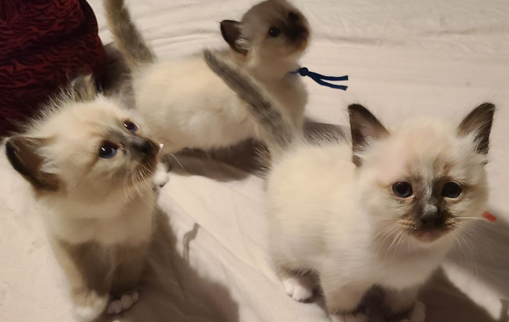   Adorables chatons Sacrés de Birmanie seal point 