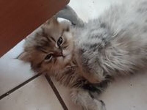   3 petit bout de chou cherche la famille pour la vie 