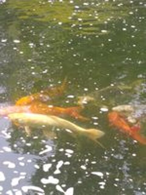   Poisson et plante d'ornement.  