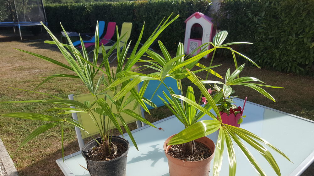 Palmiers Trachycarpus en pots Jardin