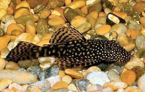 Ancistrus adultes 612cm 95590 Presles