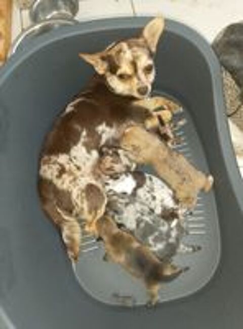   Chihuahua  a rserver 