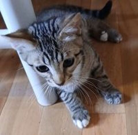   Superbe chaton 