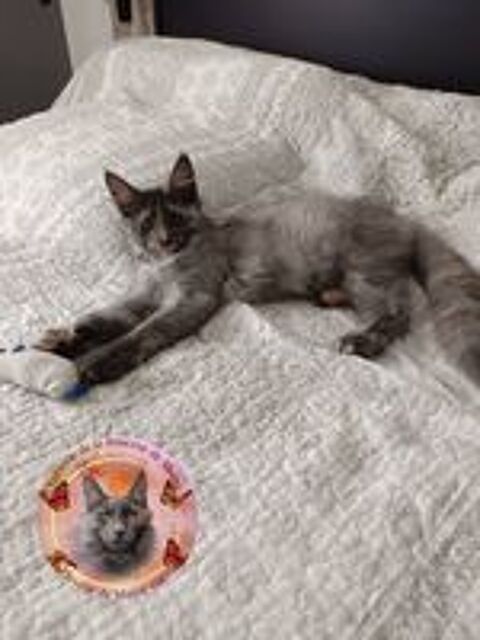   Superbes femelles Maine Coon  