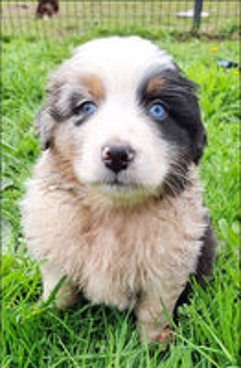   De superbes chiots Bergers Australiens n�s � la Wooferie  