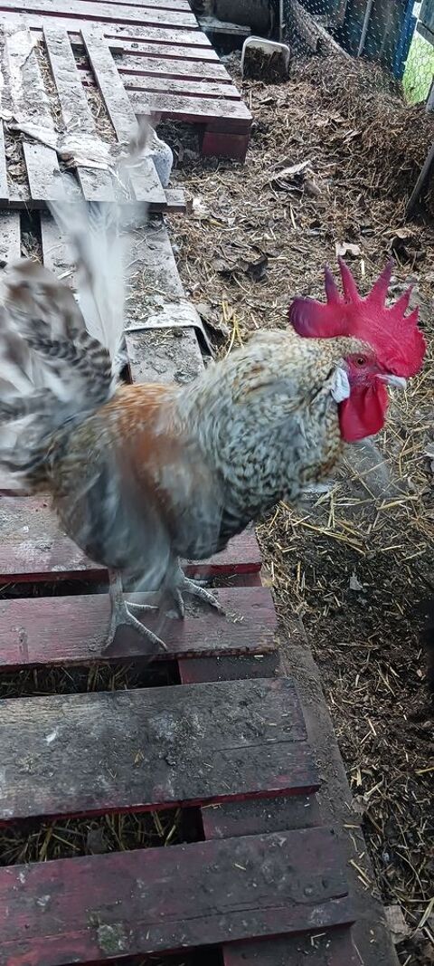 Donne coq 1 an et demi contre bon soin 0 77000 Melun