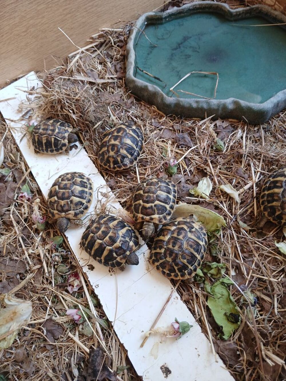   TORTUE DE TERRE GREECA 