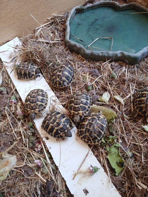 TORTUE DE TERRE GREECA 50 59500 Douai