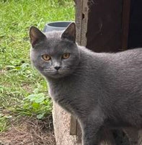   Magnifiques femelles chartreux  