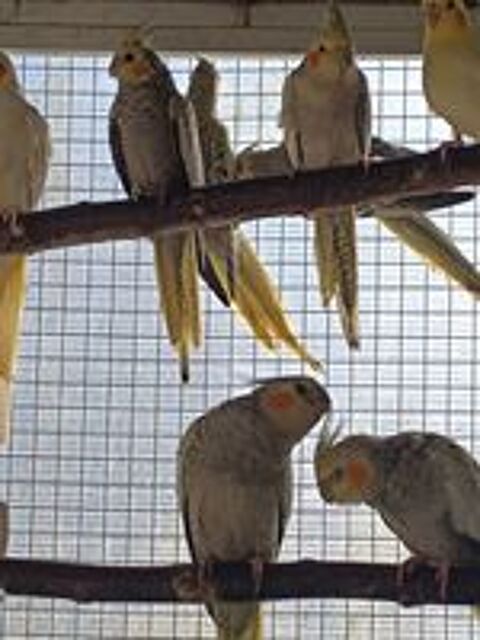   perruche calopsittes  