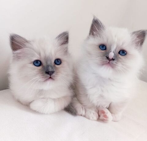 Chaton Sacr&eacute; de Birmanie 1450 38660 Lumbin