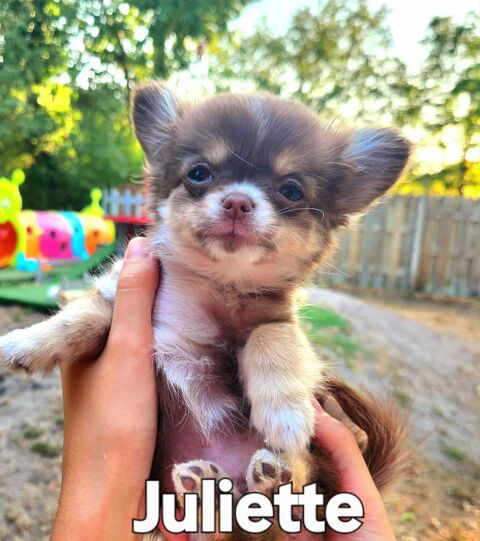 superbes chiots chihuahuas miniatures et tea cup 1250 33000 Bordeaux