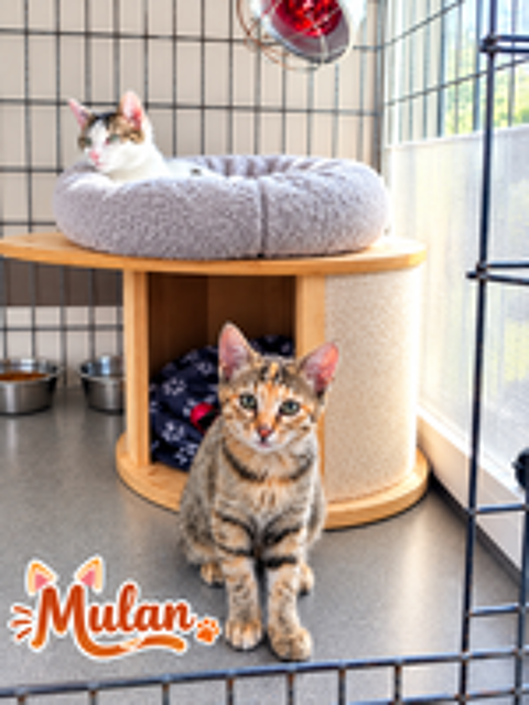   Mulan adorable chatonne de 3 mois 