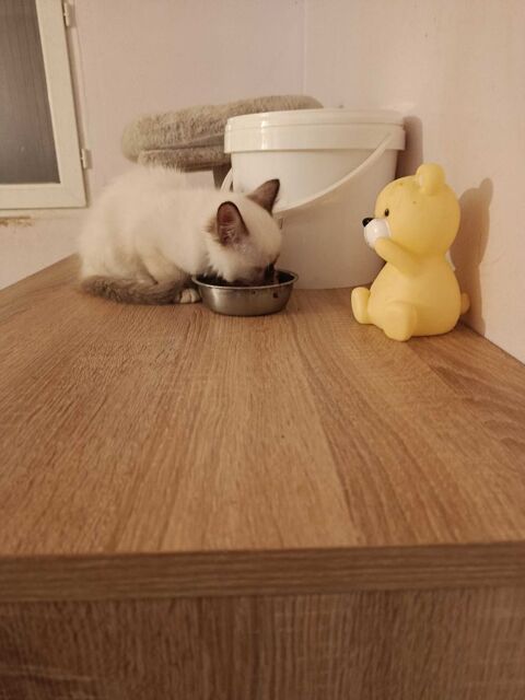 CHATON SACRE DE BIRMANIE 650 89340 Villeneuve-la-guyard