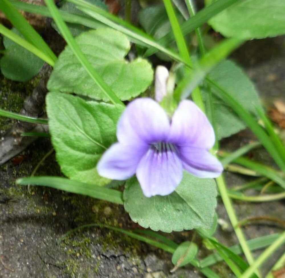 Superbes plantes robustes Jardin