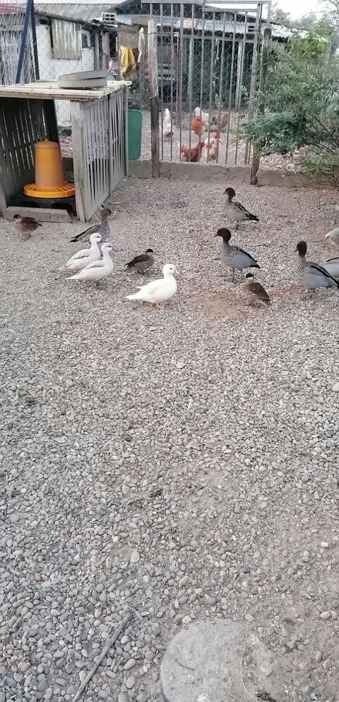 Canards d'ornement plusieurs couples. 80 32400 Riscle