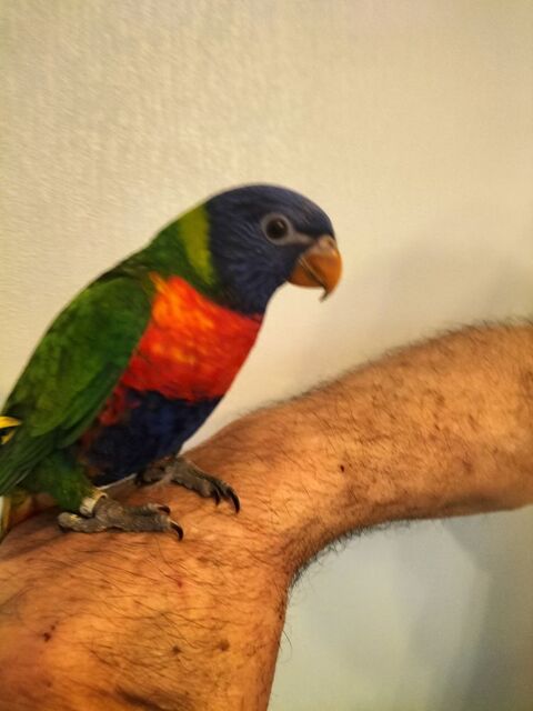 Loriquet 300 29820 Guilers