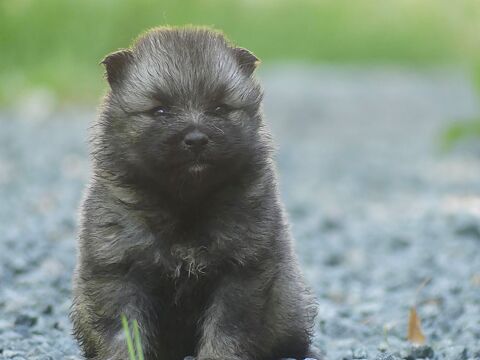 Chiots Spitz loup LOF  1100 91650 Breuillet