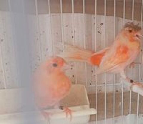   Canari 77 