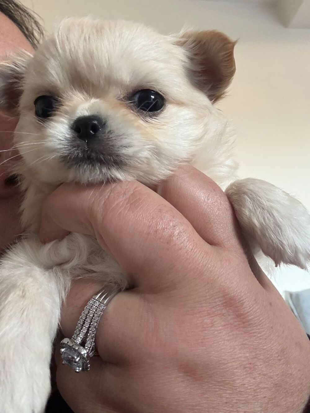   À réserver petit chiot miniature poil long 