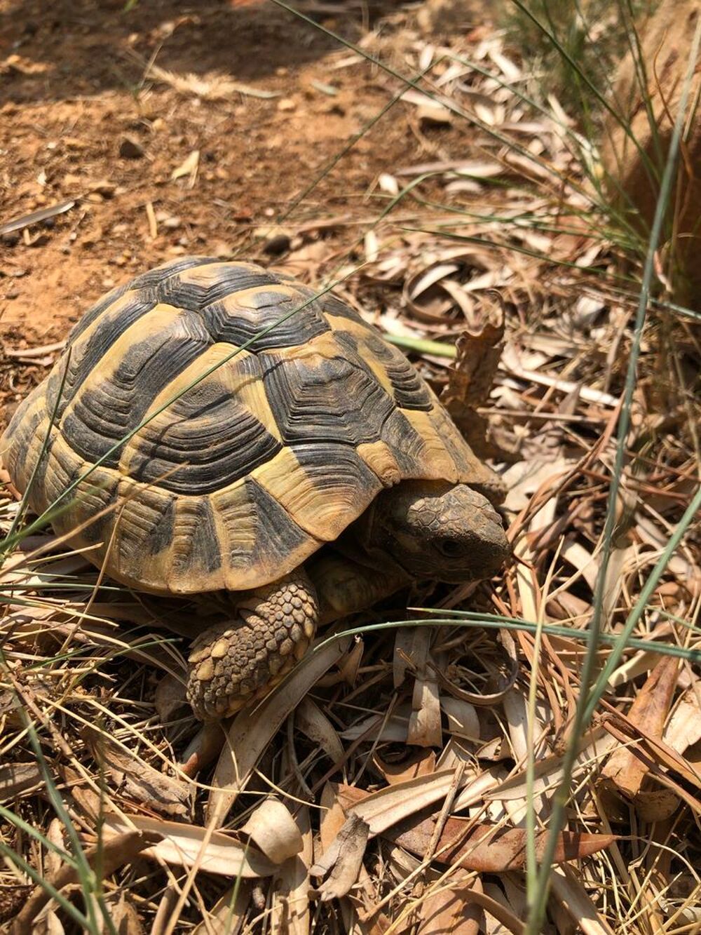 tortue de terre 
