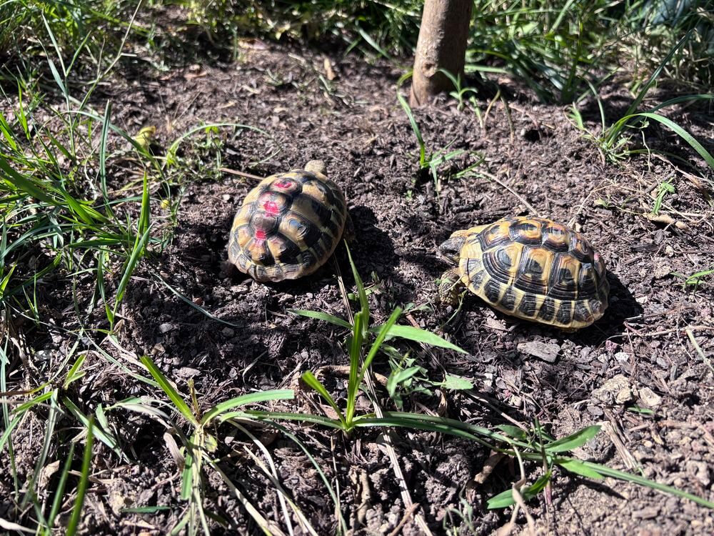   Tortues de terre 