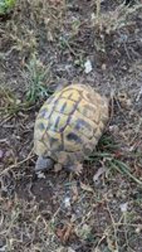   Tortue de terre mal adulte 