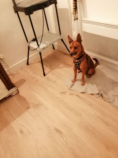 Petit chien 0 47300 Villeneuve-sur-lot