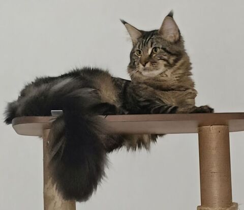 Male maine coon loof 700 51100 Reims