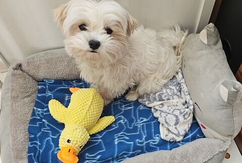 Adorable chien Bichon Maltais 1000 92130 Issy-les-moulineaux