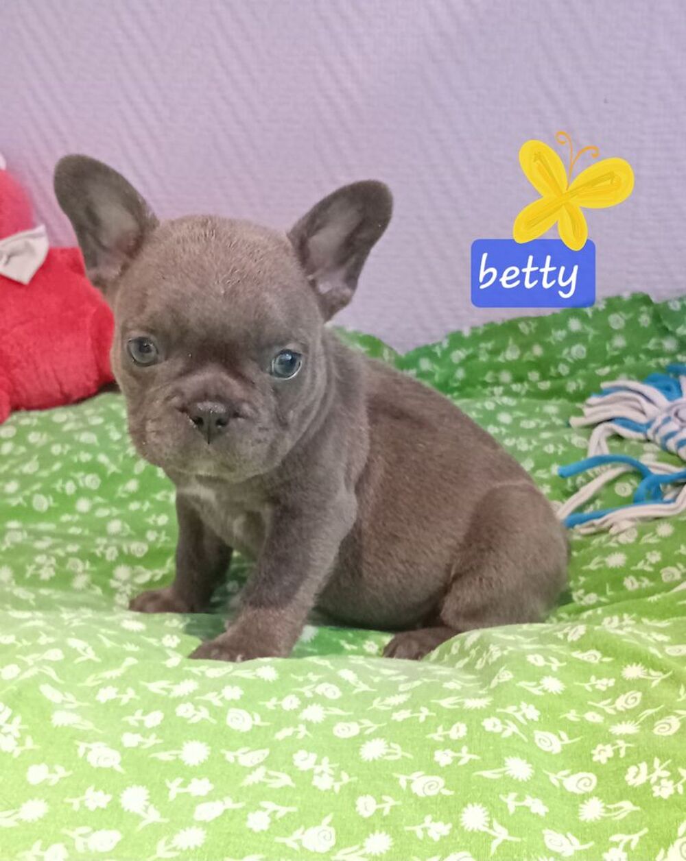   Chiot bouledogue fran�ais exotique  