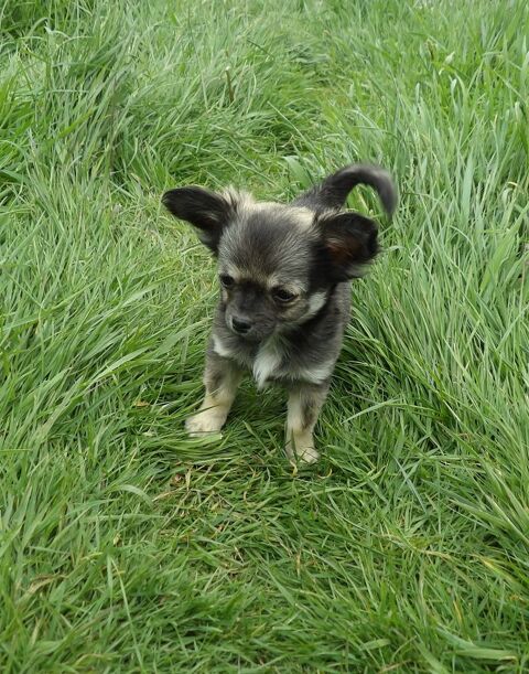 Chiot Chihuahua 700 44530 S�v�rac