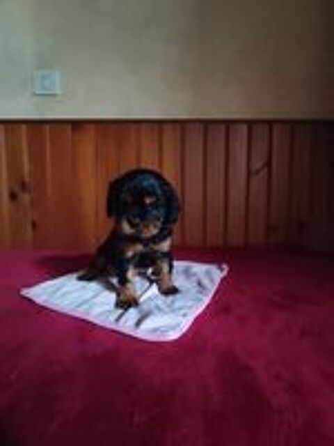   Chiot Cavalier king charles . 
