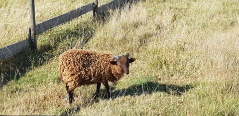 MOUTON OUESSAN MALE 40 59270 Bailleul