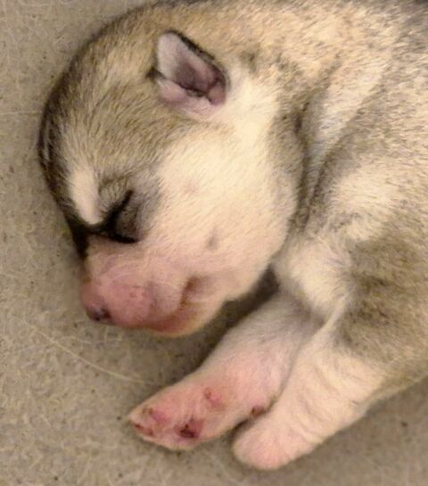 Très jolie petite femelle husky LOF 600 33000 Bordeaux