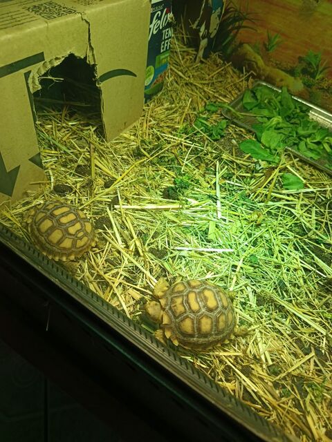 Tortue sulcata de 1 an 140 60660 Rousseloy
