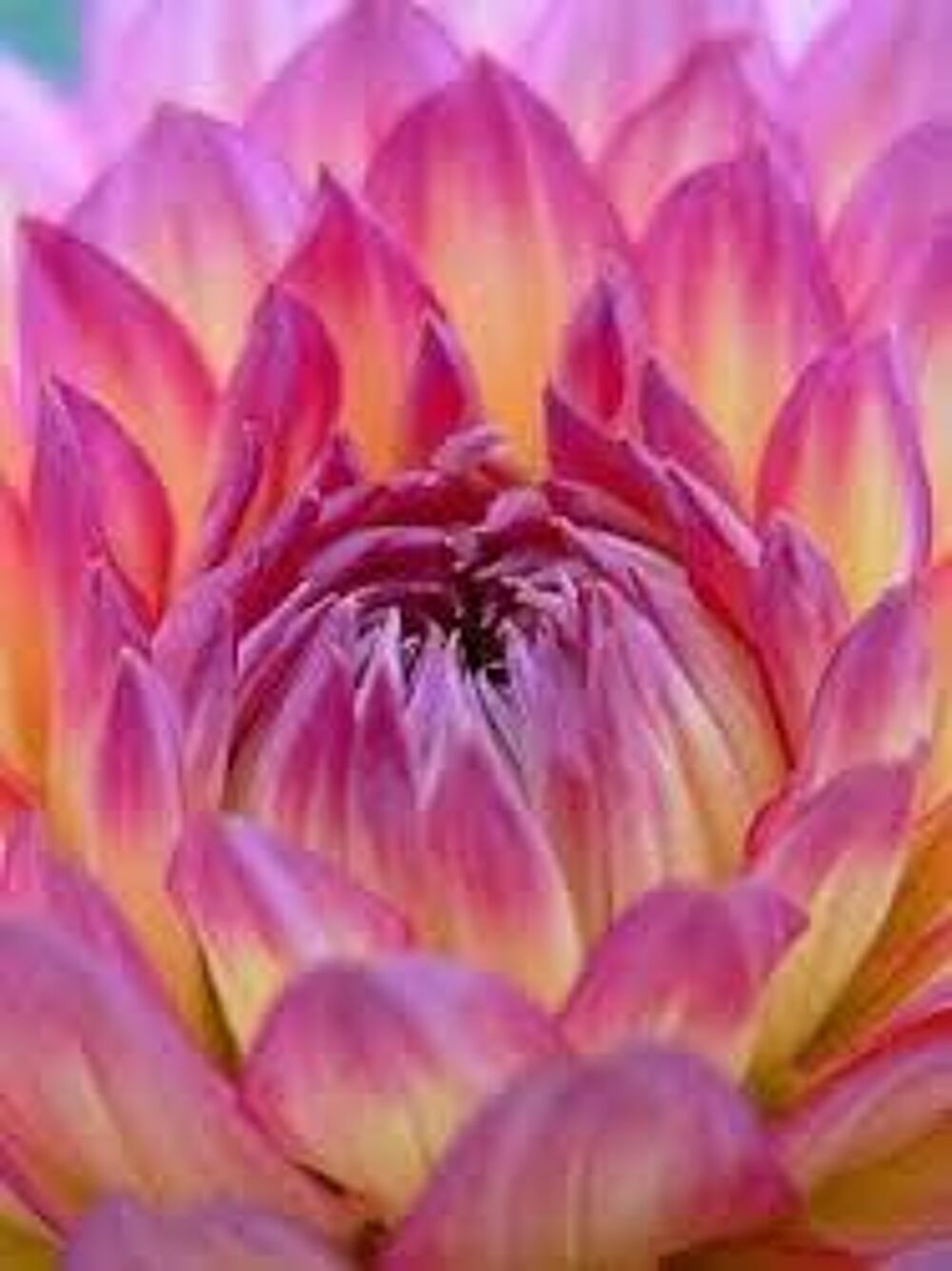 2 bulbes de dahlia jaune Jardin