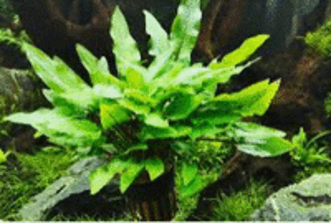   Cryptocoryne wendtii
(plante d'aquarium d'eau douce) 