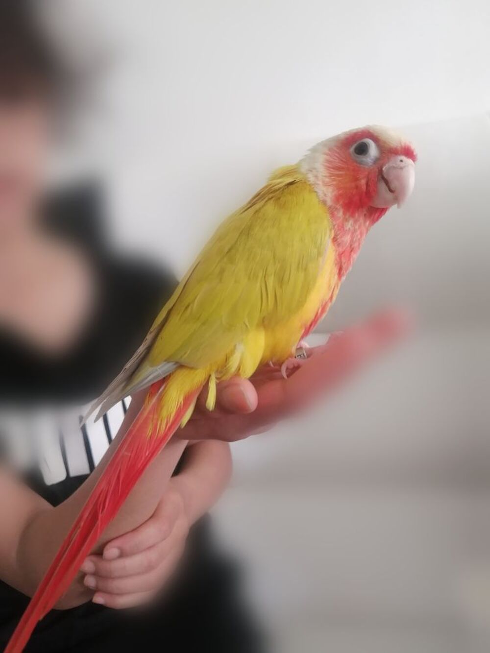   Conure suncheck femelle eam 