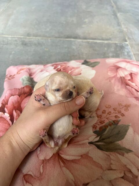 Femelles Chihuahua à poil long 1000 24300 Teyjat